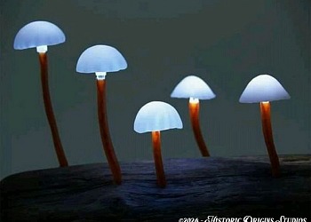 glowing fungi