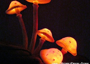 glowing fungi