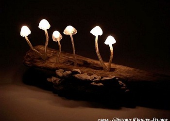 glowing fungi
