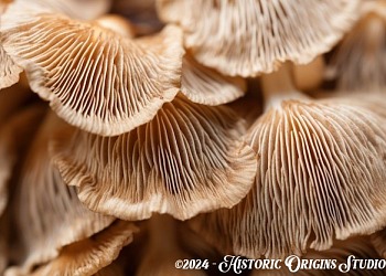 more mushies2
