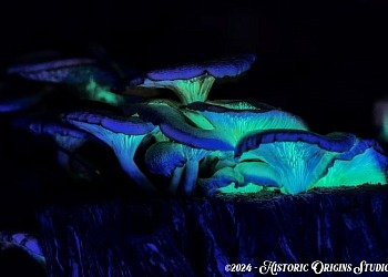 more mushies2